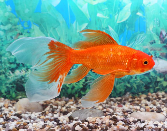 Peștele auriu este un pește ornamental cu o istorie foarte lungă. Farmecul său a fost recunoscut încă din secolul al VI-lea d.Hr.